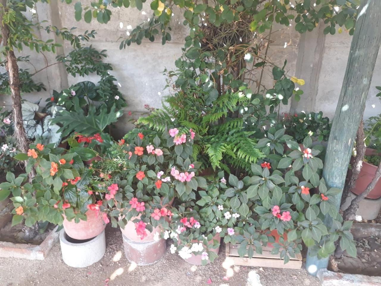 Lolol La Casa De Las Flores מראה חיצוני תמונה